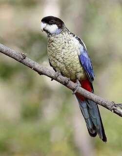 澳北玫瑰鹦鹉 / Northern Rosella / Platycercus venustus