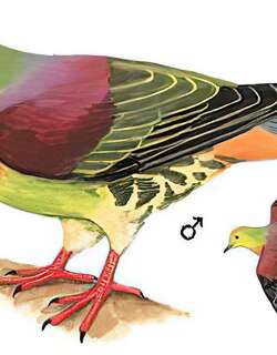 楔尾绿鸠 / Wedge-tailed Green Pigeon / Treron sphenurus