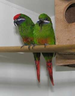 紫颊鹦鹉 / Plum-faced Lorikeet / Oreopsittacus arfaki