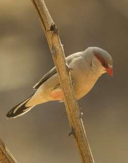 黑腰梅花雀 / Black-rumped Waxbill / Estrilda troglodytes
