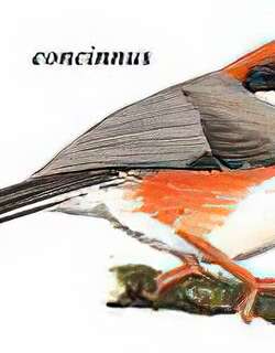 红头[长尾]山雀 / Black-throated Tit