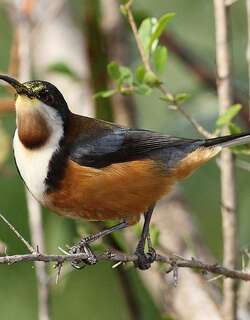 东尖嘴吸蜜鸟 / Eastern Spinebill / Acanthorhynchus tenuirostris