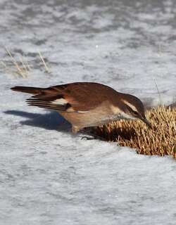 白翅抖尾地雀 / White-winged Cinclodes / Cinclodes atacamensis