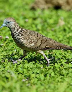 斑姬地鸠 / Zebra Dove / Geopelia striata