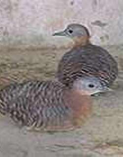杂色穴䳍 / Variegated Tinamou / Crypturellus variegatus