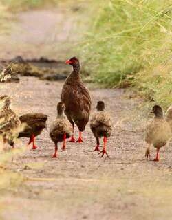 艳鹧鸪 / Handsome Spurfowl / Pternistis nobilis