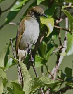 细嘴绿鹎 / Slender-billed Greenbul / Stelgidillas gracilirostris