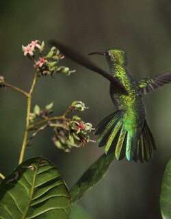绿尾金喉蜂鸟 / Green-tailed Goldenthroat / Polytmus theresiae