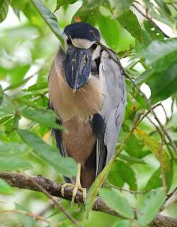 船嘴鹭 / Boat-billed Heron / Cochlearius cochlearius