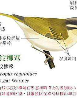 西南冠纹柳莺 / Blyth’s Leaf Warbler / Phylloscopus reguloides