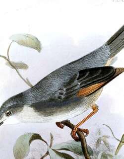 红翅灰莺 / Red-winged Grey Warbler / Drymocichla incana