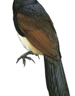 黑喉鸦鹃 / Black-throated Coucal / Centropus leucogaster
