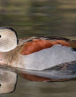 环颈鸭 / Ringed Teal / Callonetta leucophrys