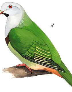黑颏果鸠 / Black-chinned Fruit Dove / Ptilinopus leclancheri