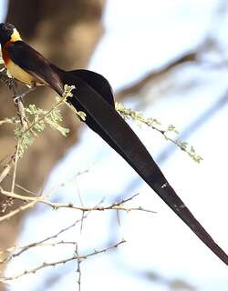 长尾维达雀 / Exclamatory Paradise Whydah / Vidua interjecta