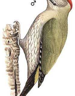 鳞喉绿啄木鸟 / Streak-throated Woodpecker / Picus xanthopygaeus