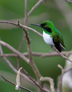黑耳仙蜂鸟 / Black-eared Fairy / Heliothryx auritus