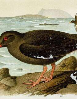 坎岛蛎鹬 / Canary Islands Oystercatcher / Haematopus meadewaldoi