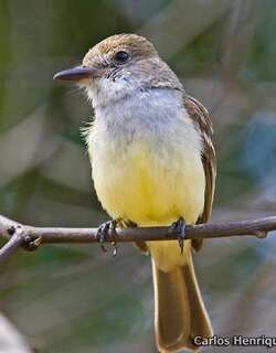 斯氏蝇霸鹟 / Swainson’s Flycatcher / Myiarchus swainsoni