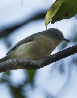 棕尾牛顿莺 / Common Newtonia / Newtonia brunneicauda