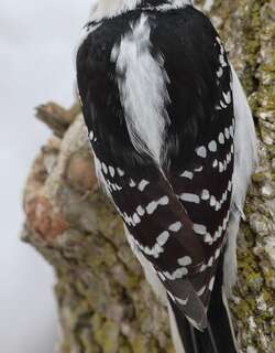 长嘴啄木鸟 / Hairy Woodpecker / Leuconotopicus villosus