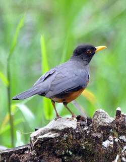 栗腹鸫 / Chestnut-bellied Thrush / Turdus fulviventris