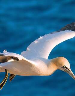 北鲣鸟 / Northern Gannet / Morus bassanus