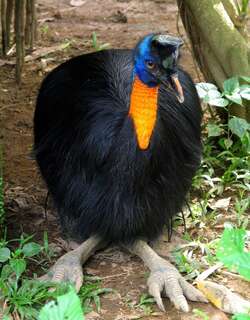 单垂鹤鸵 / Northern Cassowary / Casuarius unappendiculatus