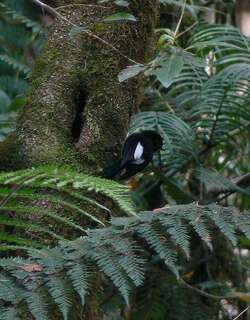 白翅薮鹟 / White-winged Robin / Peneothello sigillata