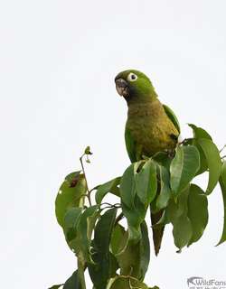 绿喉鹦哥 / Olive-throated Parakeet / Eupsittula nana
