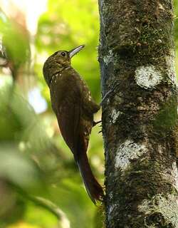 点斑䴕雀 / Spotted Woodcreeper / Xiphorhynchus erythropygius