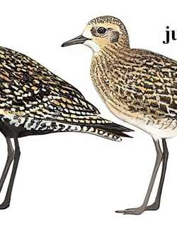 金斑鸻 / Pacific Golden Plover / Pluvialis fulva