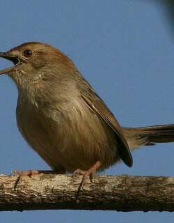 懒扇尾莺 / Lazy Cisticola / Cisticola aberrans
