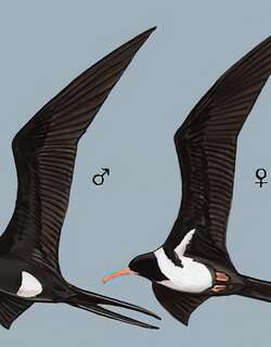 白腹军舰鸟 / Christmas Frigatebird / Fregata andrewsi