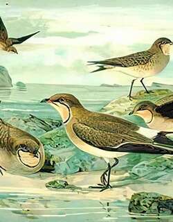 黑翅燕鸻 / Black-winged Pratincole / Glareola nordmanni