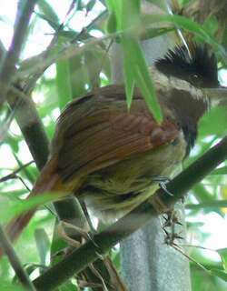 白须蚁鵙 / White-bearded Antshrike / Biatas nigropectus