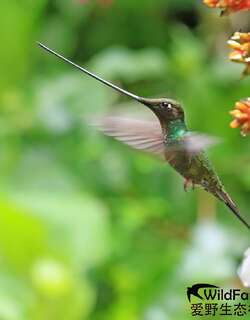 剑嘴蜂鸟 / Sword-billed Hummingbird / Ensifera ensifera