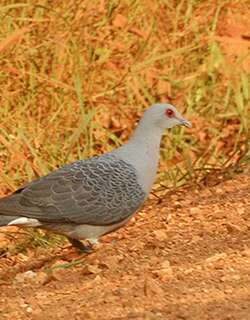 鳞斑灰鸽 / Afep Pigeon / Columba unicincta