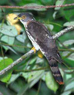 棕腹鹰鹃 / Malaysian Hawk-Cuckoo / Hierococcyx fugax