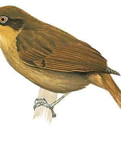 褐腰拾叶雀 / Brown-rumped Foliage-gleaner / Automolus melanopezus