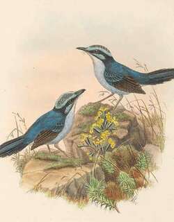 阔嘴细尾鹩莺 / Broad-billed Fairywren / Chenorhamphus grayi