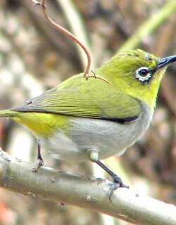 恩加绣眼鸟 / Enggano White-eye / Zosterops salvadorii