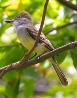 格林那达蝇霸鹟 / Grenada Flycatcher / Myiarchus nugator