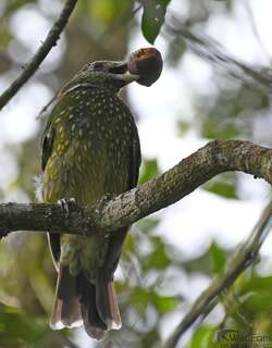 绿园丁鸟 / Green Catbird / Ailuroedus crassirostris
