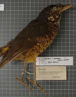 波纹蚁鸫 / Undulated Antpitta / Grallaria squamigera