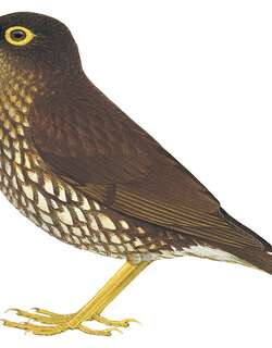 林鸫 / Forest Thrush / Turdus lherminieri