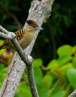 巨蚁鵙 / Giant Antshrike / Batara cinerea
