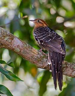 小雉鹃 / Pavonine Cuckoo / Dromococcyx pavoninus