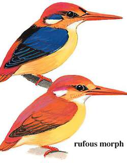 三趾翠鸟 / Oriental Dwarf Kingfisher / Ceyx erithaca