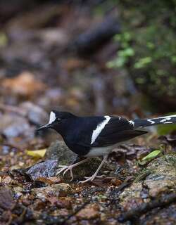 婆罗洲燕尾 / Bornean Forktail / Enicurus borneensis